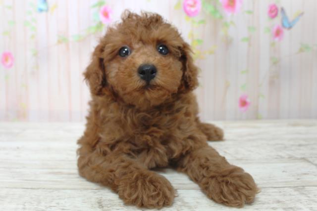 宮城県のトイプードル(トイ) (Coo&RIKU石巻店/2025年4月30日生まれ/男の子/レッド)の子犬
