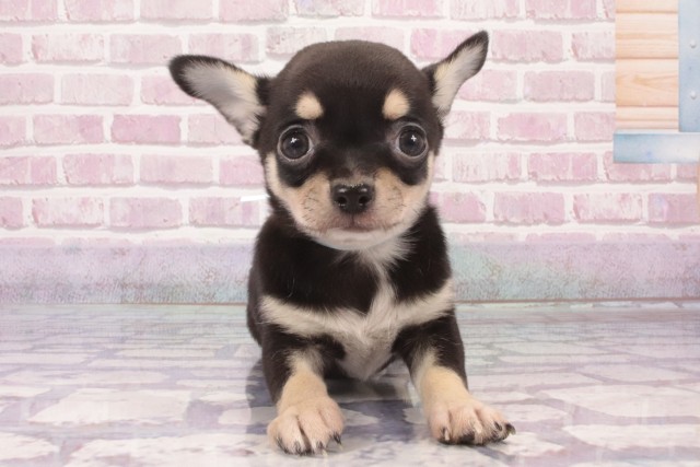 大阪府のチワワ(スムース) (Coo&RIKU心斎橋店/2025年5月3日生まれ/男の子/ブラックタン)の子犬の1枚目の画像