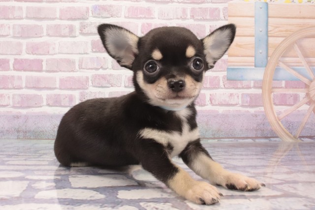 大阪府のチワワ(スムース) (Coo&RIKU心斎橋店/2025年5月3日生まれ/男の子/ブラックタン)の子犬の2枚目の画像