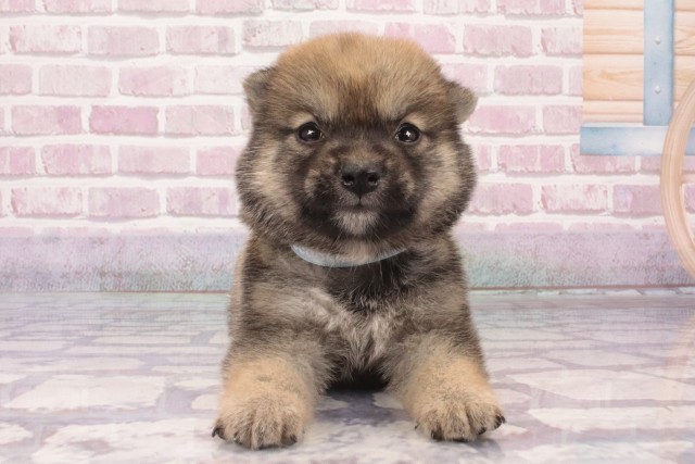 大阪府の豆柴 (Coo&RIKU心斎橋店/2025年5月2日生まれ/男の子/赤)の子犬の1枚目の画像