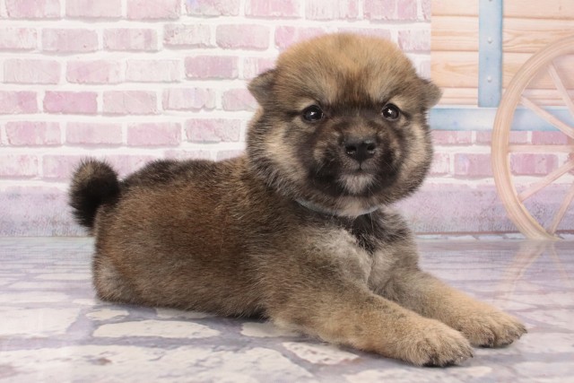 大阪府の豆柴 (Coo&RIKU心斎橋店/2025年5月2日生まれ/男の子/赤)の子犬の2枚目の画像