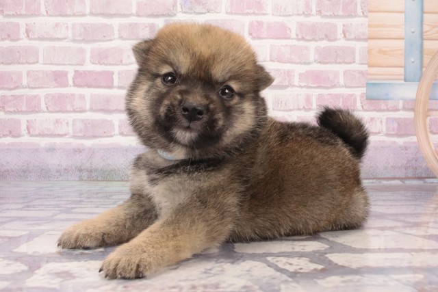 大阪府の豆柴 (Coo&RIKU心斎橋店/2025年5月2日生まれ/男の子/赤)の子犬の3枚目の画像