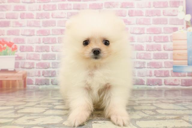 埼玉県のポメラニアン (Coo&RIKUアニマルケアセンター大宮/2025年4月20日生まれ/女の子/クリーム)の子犬の1枚目の画像