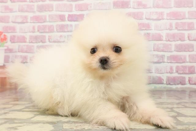 埼玉県のポメラニアン (Coo&RIKUアニマルケアセンター大宮/2025年4月20日生まれ/女の子/クリーム)の子犬の3枚目の画像