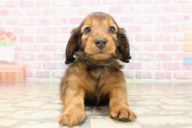 東京都のカニンヘンダックスフンド(ロング) (Coo&RIKU江戸川店/2025年5月4日生まれ/男の子/レッド)の子犬の1枚目の画像
