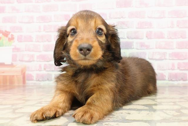 東京都のカニンヘンダックスフンド(ロング) (Coo&RIKU江戸川店/2025年5月4日生まれ/男の子/レッド)の子犬の2枚目の画像