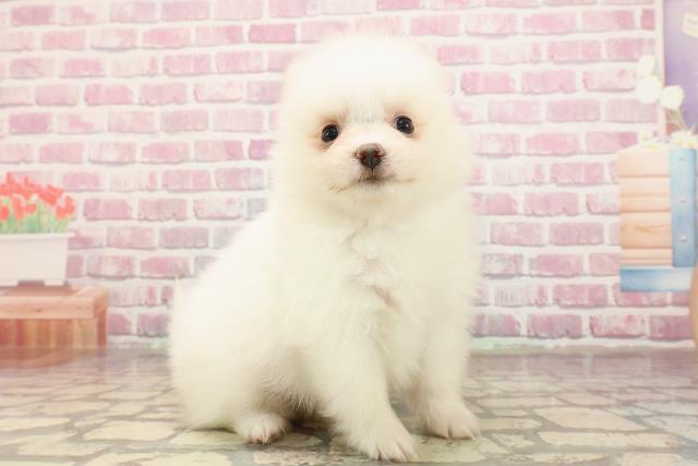 埼玉県のポメラニアン (Coo&RIKUアニマルケアセンター大宮/2025年5月4日生まれ/女の子/クリーム)の子犬の3枚目の画像