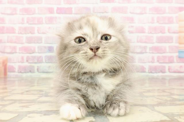 青森県のキンカロー (Coo&RIKU青森店/2025年5月1日生まれ/女の子/ブルークリーム)の子猫の1枚目の画像