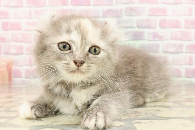 青森県のキンカロー (Coo&RIKU青森店/2025年5月1日生まれ/女の子/ブルークリーム)の子猫の2枚目の画像