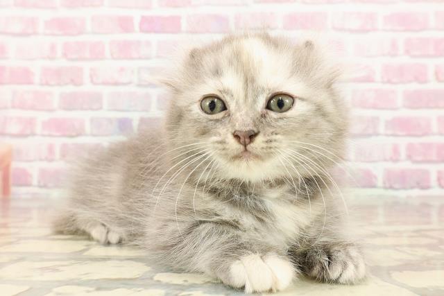 青森県のキンカロー (Coo&RIKU青森店/2025年5月1日生まれ/女の子/ブルークリーム)の子猫の3枚目の画像