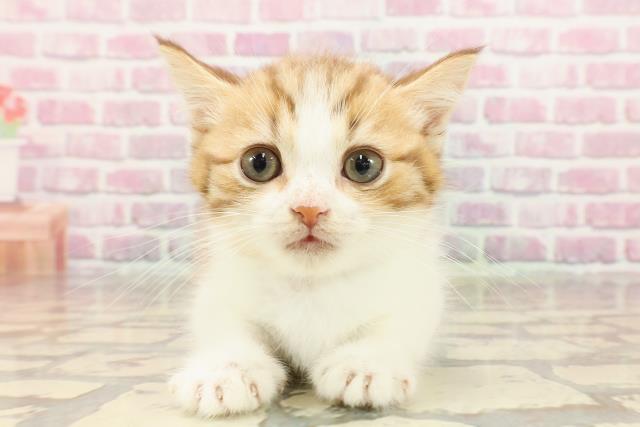 埼玉県のマンチカン (Coo&RIKU大宮店/2025年4月19日生まれ/男の子/ブラウンタビーホワイト)の子猫の1枚目の画像