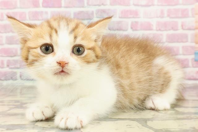 埼玉県のマンチカン (Coo&RIKU大宮店/2025年4月19日生まれ/男の子/ブラウンタビーホワイト)の子猫の2枚目の画像