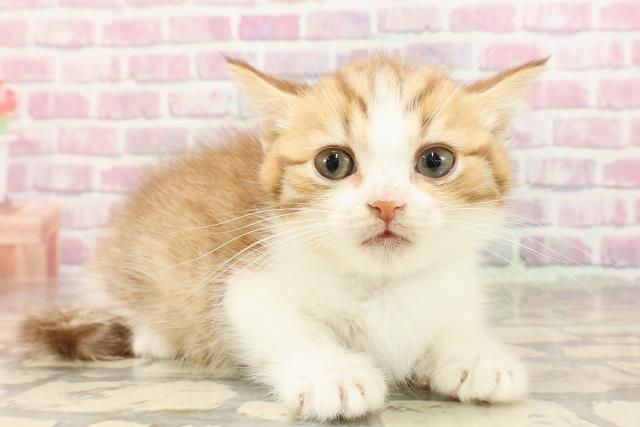 埼玉県のマンチカン (Coo&RIKU大宮店/2025年4月19日生まれ/男の子/ブラウンタビーホワイト)の子猫の3枚目の画像
