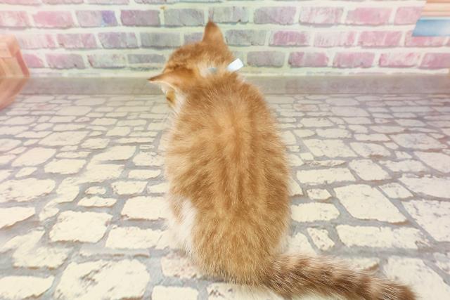 埼玉県のマンチカン (Coo&RIKU大宮店/2025年4月19日生まれ/男の子/ブラウンタビーホワイト)の子猫の4枚目の画像