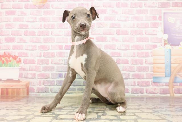 埼玉県のイタリアングレーハウンド (Coo&RIKU春日部店/2025年5月1日生まれ/女の子/ブルーホワイト)の子犬の2枚目の画像