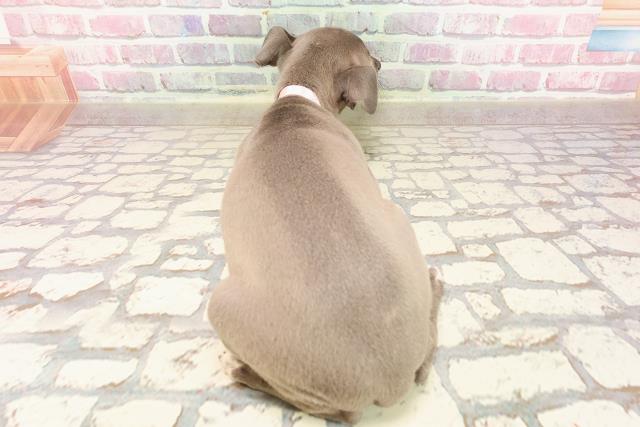 埼玉県のイタリアングレーハウンド (Coo&RIKU春日部店/2025年5月1日生まれ/女の子/ブルーホワイト)の子犬の4枚目の画像