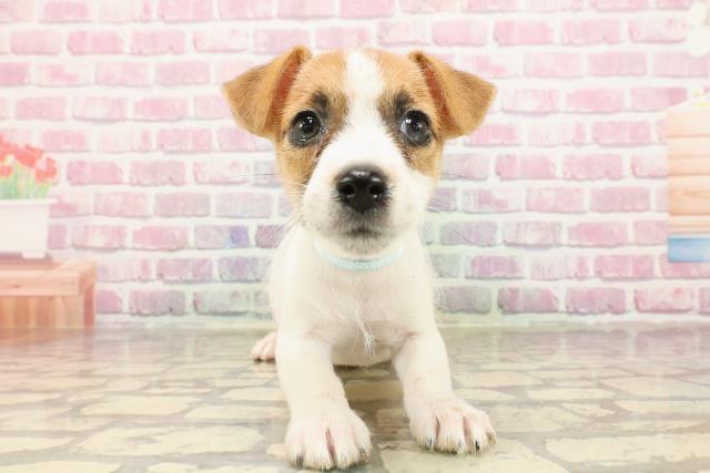埼玉県のジャックラッセルテリア (Coo&RIKU春日部店/2025年5月1日生まれ/男の子/タンホワイト)の子犬の1枚目の画像
