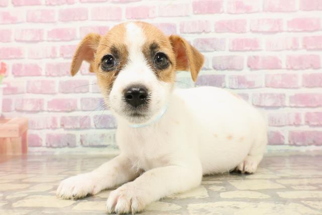埼玉県のジャックラッセルテリア (Coo&RIKU春日部店/2025年5月1日生まれ/男の子/タンホワイト)の子犬の2枚目の画像