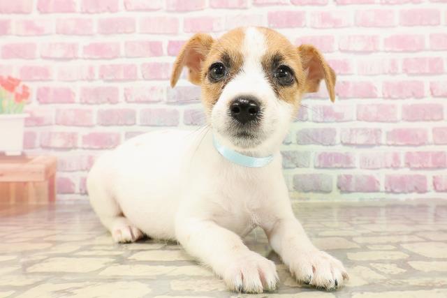 埼玉県のジャックラッセルテリア (Coo&RIKU春日部店/2025年5月1日生まれ/男の子/タンホワイト)の子犬の3枚目の画像