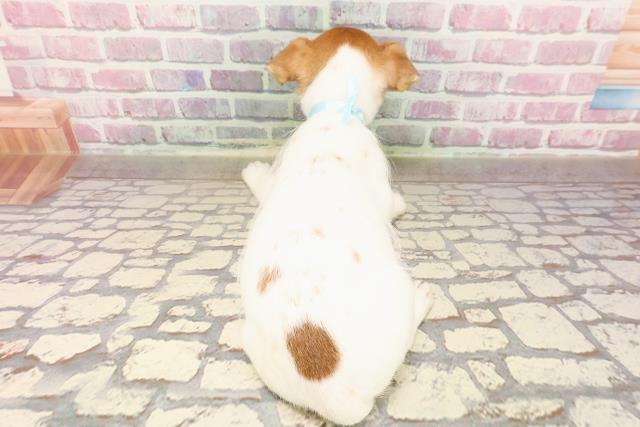 埼玉県のジャックラッセルテリア (Coo&RIKU春日部店/2025年5月1日生まれ/男の子/タンホワイト)の子犬の4枚目の画像