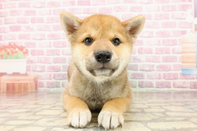 埼玉県の柴犬(標準サイズ) (Coo&RIKUアニマルケアセンター大宮/2025年4月24日生まれ/男の子/赤)の子犬の1枚目の画像