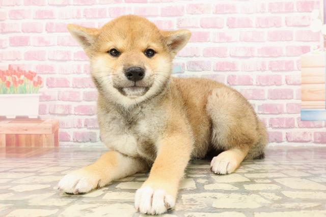 埼玉県の柴犬(標準サイズ) (Coo&RIKUアニマルケアセンター大宮/2025年4月24日生まれ/男の子/赤)の子犬の2枚目の画像