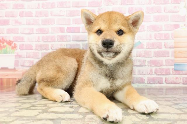 埼玉県の柴犬(標準サイズ) (Coo&RIKUアニマルケアセンター大宮/2025年4月24日生まれ/男の子/赤)の子犬の3枚目の画像