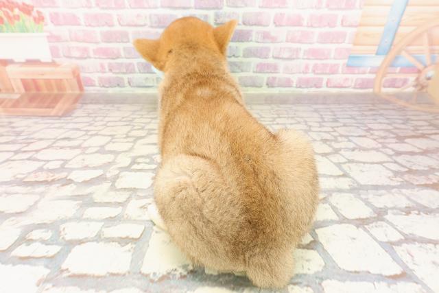 埼玉県の柴犬(標準サイズ) (Coo&RIKUアニマルケアセンター大宮/2025年4月24日生まれ/男の子/赤)の子犬の4枚目の画像