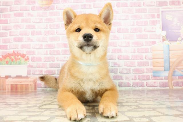 埼玉県の柴犬(標準サイズ) (Coo&RIKUアニマルケアセンター大宮/2025年4月26日生まれ/男の子/赤)の子犬の1枚目の画像
