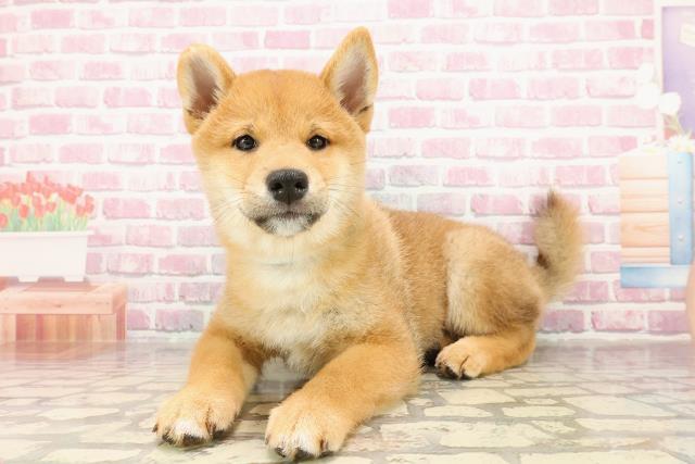 埼玉県の柴犬(標準サイズ) (Coo&RIKUアニマルケアセンター大宮/2025年4月26日生まれ/男の子/赤)の子犬の2枚目の画像