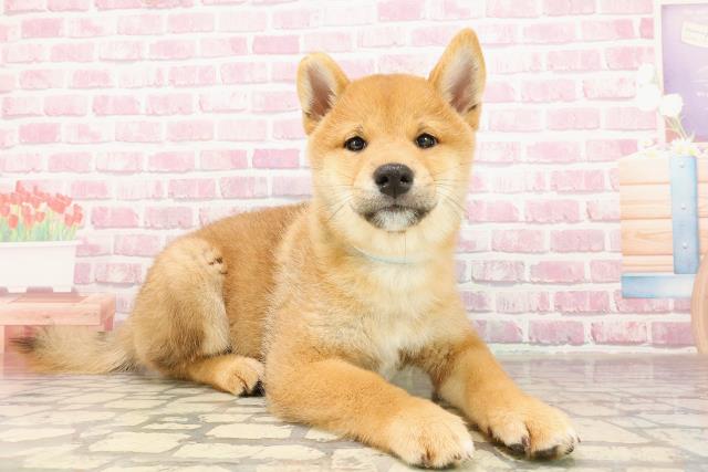 埼玉県の柴犬(標準サイズ) (Coo&RIKUアニマルケアセンター大宮/2025年4月26日生まれ/男の子/赤)の子犬の3枚目の画像