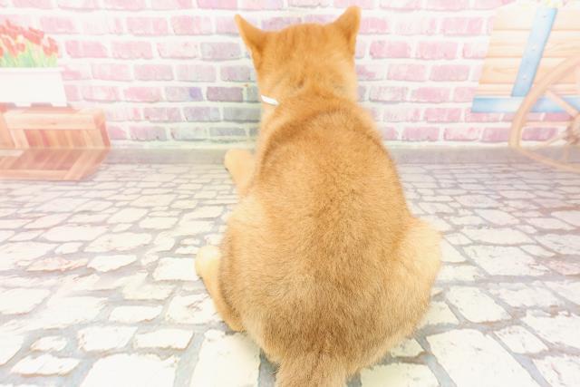 埼玉県の柴犬(標準サイズ) (Coo&RIKUアニマルケアセンター大宮/2025年4月26日生まれ/男の子/赤)の子犬の4枚目の画像