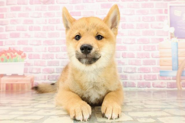 埼玉県の柴犬(標準サイズ) (Coo&RIKUアニマルケアセンター大宮/2025年4月26日生まれ/男の子/赤)の子犬の1枚目の画像