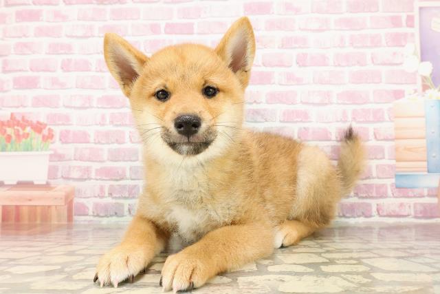 埼玉県の柴犬(標準サイズ) (Coo&RIKUアニマルケアセンター大宮/2025年4月26日生まれ/男の子/赤)の子犬の2枚目の画像