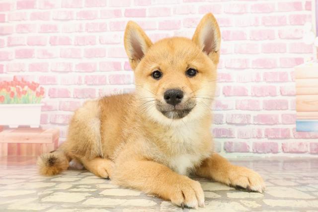 埼玉県の柴犬(標準サイズ) (Coo&RIKUアニマルケアセンター大宮/2025年4月26日生まれ/男の子/赤)の子犬の3枚目の画像