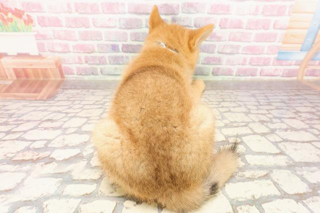 埼玉県の柴犬(標準サイズ) (Coo&RIKUアニマルケアセンター大宮/2025年4月26日生まれ/男の子/赤)の子犬の4枚目の画像