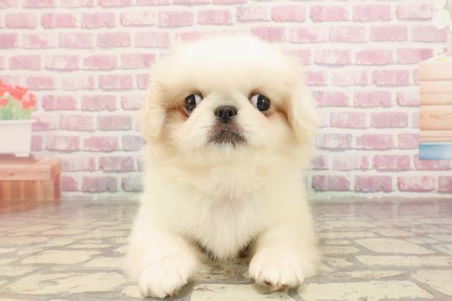 埼玉県のペキニーズ (Coo&RIKU春日部店/2025年5月2日生まれ/女の子/ホワイト)の子犬の1枚目の画像