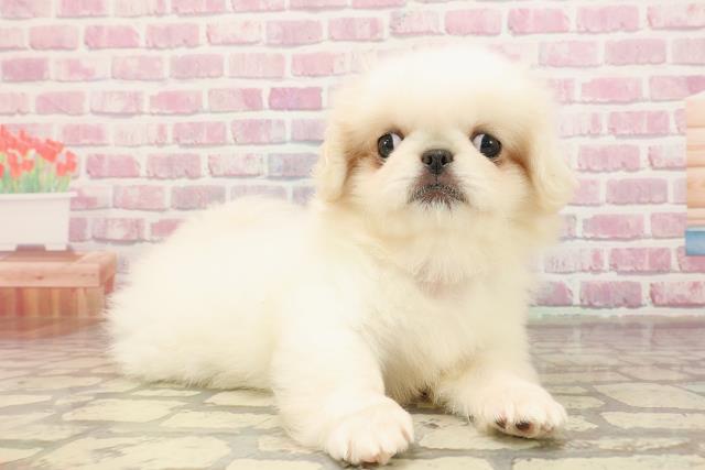 埼玉県のペキニーズ (Coo&RIKU春日部店/2025年5月2日生まれ/女の子/ホワイト)の子犬の3枚目の画像