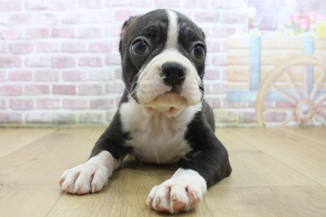 岩手県のボストンテリア (Coo&RIKU一関店/2025年4月30日生まれ/男の子/ボストンカラー)の子犬の1枚目の画像