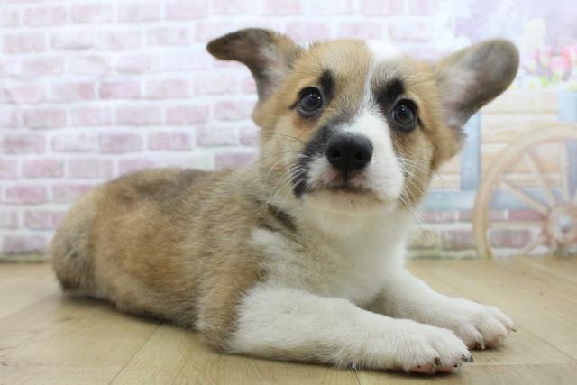 岩手県のウェルシュコーギーペンブローク (Coo&RIKU一関店/2025年5月1日生まれ/男の子/レッドホワイト)の子犬の3枚目の画像