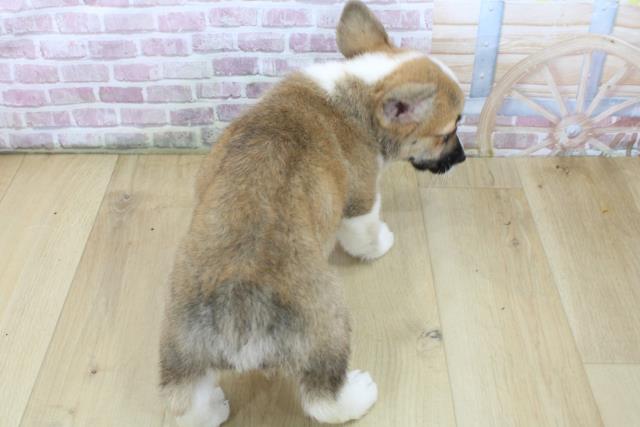 岩手県のウェルシュコーギーペンブローク (Coo&RIKU一関店/2025年5月1日生まれ/男の子/レッドホワイト)の子犬の4枚目の画像