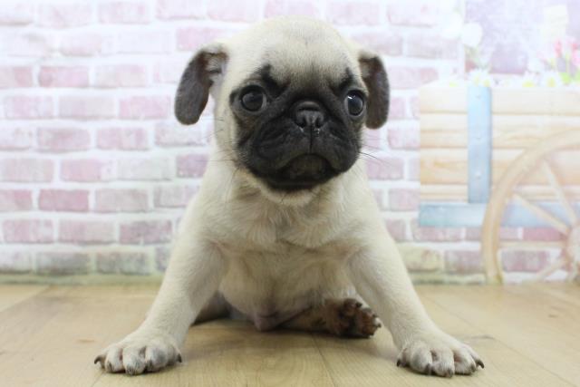 宮城県のパグ (Coo&RIKUイオンタウン古川店/2025年5月2日生まれ/男の子/フォーン)の子犬