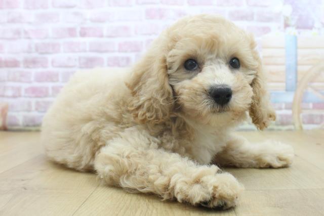 宮城県のビションプー(ビションフリーゼ×プードル) (Coo&RIKUイオンタウン古川店/2025年5月2日生まれ/女の子/クリーム)の子犬の3枚目の画像