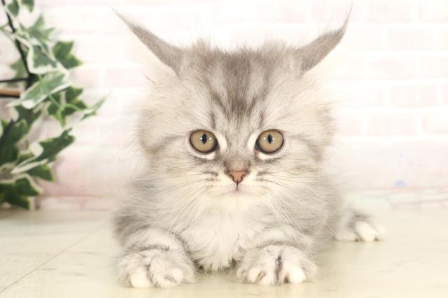 大分県のサイベリアン (Coo&RIKU大分店/2025年4月30日生まれ/女の子/シルバータビー)の子猫の1枚目の画像
