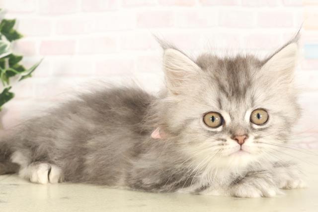 大分県のサイベリアン (Coo&RIKU大分店/2025年4月30日生まれ/女の子/シルバータビー)の子猫の2枚目の画像