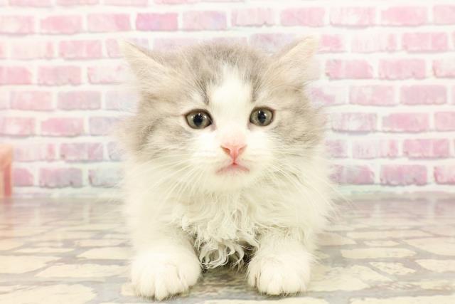 埼玉県のサイベリアン (Coo&RIKU大宮店/2025年5月3日生まれ/男の子/ブルータビーホワイト)の子猫