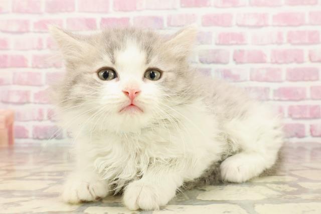 埼玉県のサイベリアン (Coo&RIKU大宮店/2025年5月3日生まれ/男の子/ブルータビーホワイト)の子猫の2枚目の画像