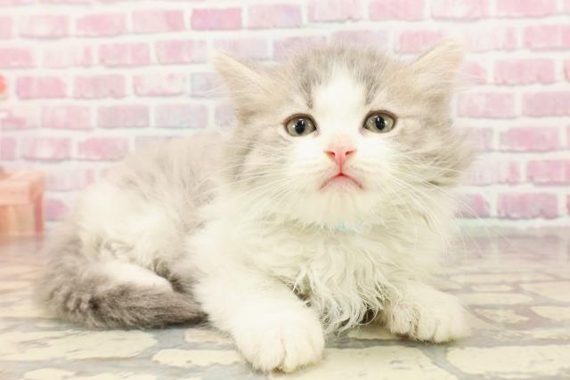 埼玉県のサイベリアン (Coo&RIKU大宮店/2025年5月3日生まれ/男の子/ブルータビーホワイト)の子猫の3枚目の画像