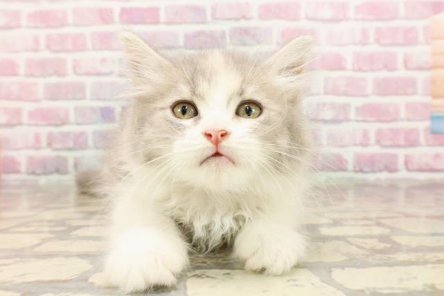 千葉県のサイベリアン (Coo&RIKU南柏店/2025年5月3日生まれ/女の子/ダイリュートキャリコ)の子猫の1枚目の画像