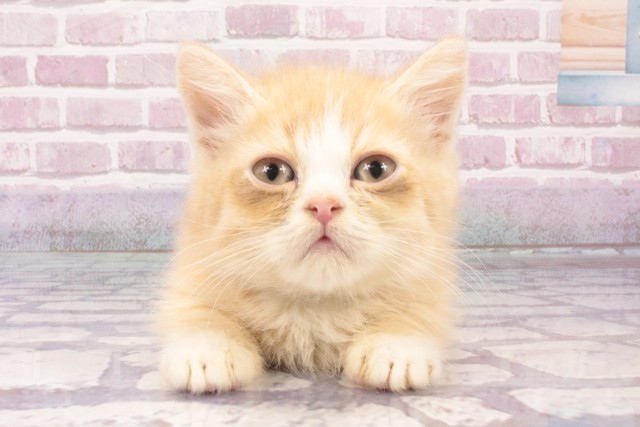 兵庫県のミヌエット (Coo&RIKU神戸三宮店/2025年4月28日生まれ/男の子/クリームホワイト)の子猫の1枚目の画像